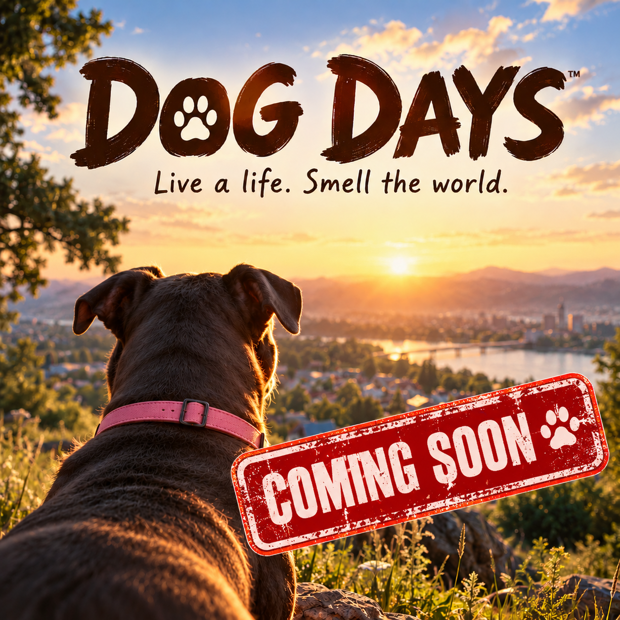 Dog Days artwork